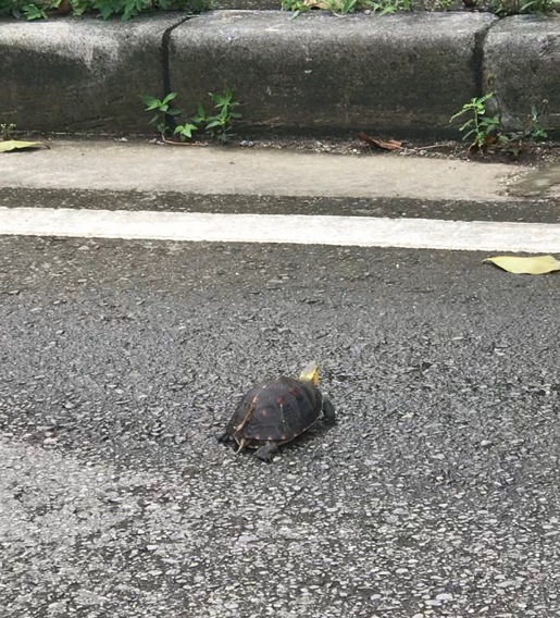 新着情報 国指定の天然記念物 セマルハコガメさんに遭遇しました 新着情報 国指定の天然記念物 セマルハコガメさんに遭遇しました