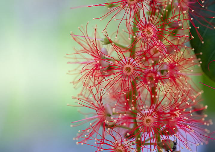 沖縄の真夏の夜にだけ咲く花は 秘めるように美しく咲く「幻の花」